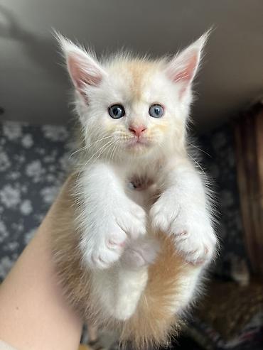 Продажа кошек: ✨ Эксклюзивные полидактильные мейн-куны ✨ Предлагаются к продаже — 2