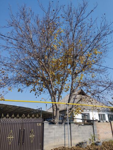 купить черемуху: Плодовое дерево – грецкий орех (Juglans regia) во дворе. Особенности