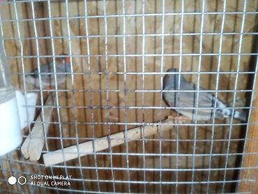 amadin satilir: Amadin zebra satılır cüt və ya tək
055-653-79-97 nömre — 3