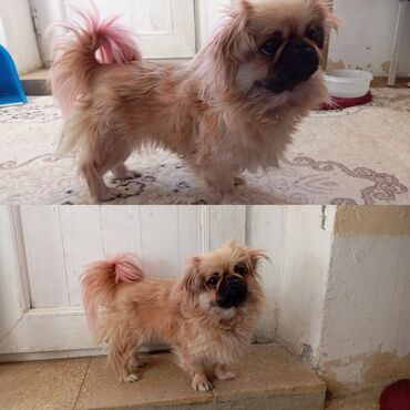 İtlər: Pekines, 10 ay, Dişi, Ünvandan götürmə