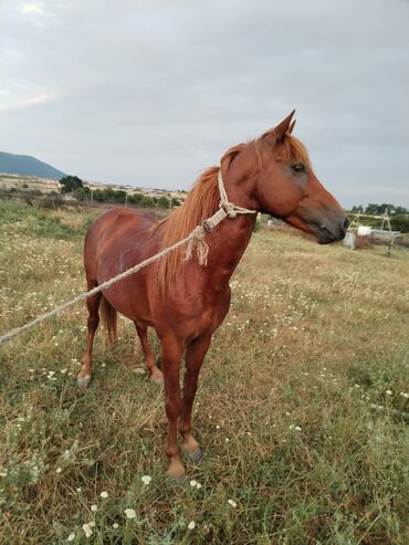 sort qazlar: Erkək, Qarabag, il: 6, Ünvandan götürmə