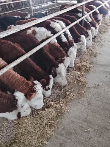 Dana, buzov: Hereford tipli ətlik danalar – fermadan - Şəkildəki bağlamalı fermada — 1