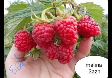 Toxumlar: Килемейве. Тинклери. Сатылыр. Чатдырыма. Вар. Вотсапп -da lalafo.az — 2 Toxumlar: Килемейве. Тинклери. Сатылыр. Чатдырыма. Вар. Вотсапп — 2