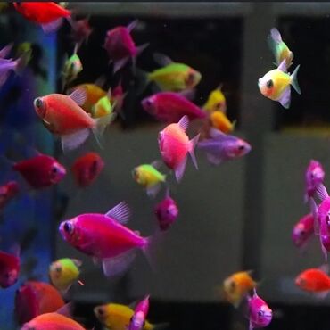 Аквариумы: Мы находимся а Беловодске! Аквариумные рыбки! черепахи тритоны !!!! — 5