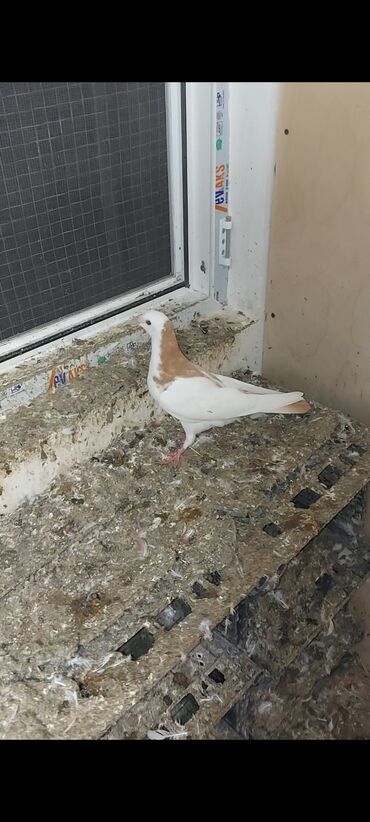xoruzun nece rengi var: 2 ədəd sarı boyun sarı quyruq satılır tam sağlam 3 aylıq heyvanlardı