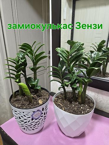 кактусы купить: Комнатные растения в горшках: - Декабрист (шлюмбергера) — — 9