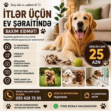 pitbul fiyatları: İtlər üçün ev şəraitində baxım xidməti - Gündəlik cəmi 25 AZN - Ev — 1