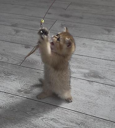 Продажа кошек: Скотиш Страйт (Шотландская прямоухая), 2 месяца, Мальчик, Золотая шиншилла, Приучена к лотку — 11