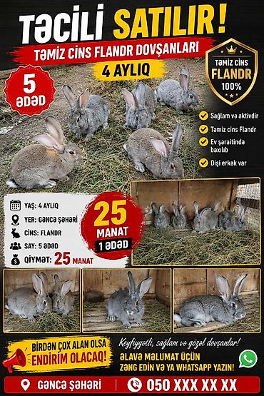 Təmiz cins Flandr dovşanları – 4 aylıq - Cins: Flandr (100% təmiz