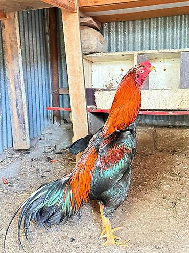 Xoruzlar: Her qiymete var — 3