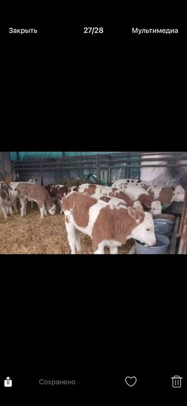 дойных коров: Сатам | Уй (ургаачы), Бука (эркек), Кунаажын