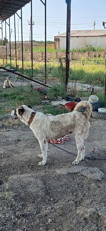 İtlər: Qurdbasar, 2 il, Dişi — 4