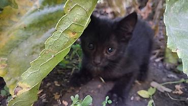 мейн кун вязка: Черный котёнок, короткошёрстный, ориентировочно 1,5–2 месяца. Окрас — 2