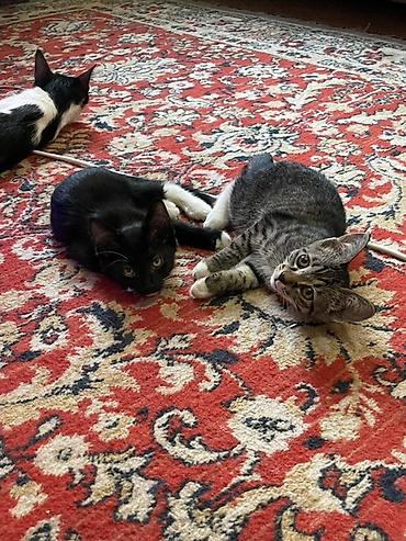 1 мальчик 2 котёнка: Отдам котят в добрые руки Два черных Мальчика Один серый мальчик одна — 3