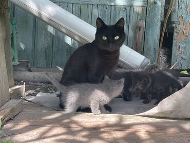 домашние животны: Отдам в добрые руки котят, 3 черных, 1 серенький, возраст 1,5 месяца