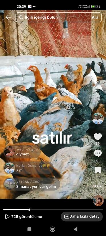 danişan quş: Digər quşlar