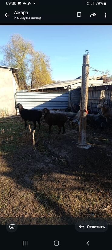 дойный коза: Продаю | Овца (самка) | Для разведения