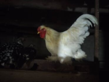 феникс бишкек: Обмен на другого петуха тоже белого цвета