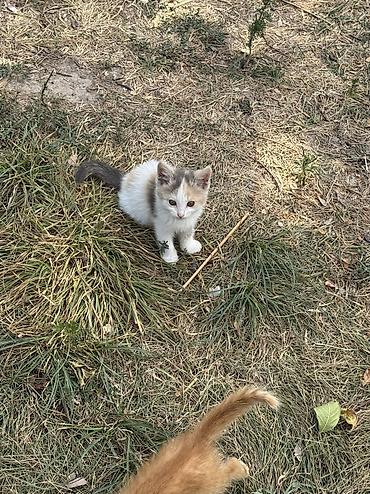 котята мэйн кун: Котята в добрые руки. Милые домашние котята разного окраса: рыжие — 7