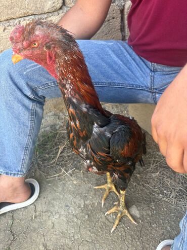 yerli cins inekler: Barterde mumkundur yaxsi heyrati becesi ile qiymetde endirim yoxdur