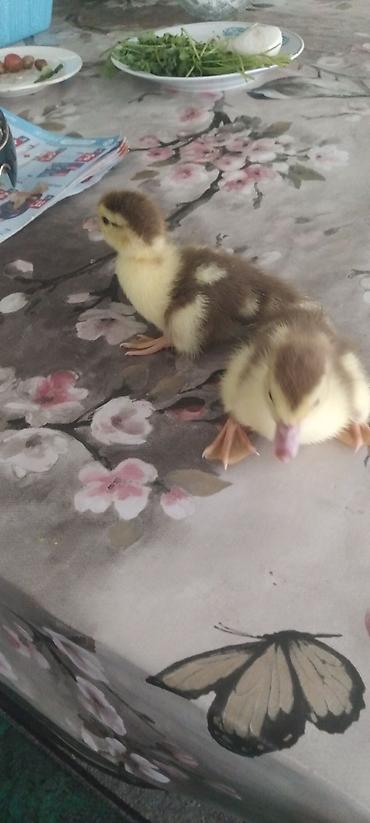 pekin ordəkləri: Amerkzn.Krasnadarördək balaları müxtəlif rənglərdə.7və25günlük. - — 5