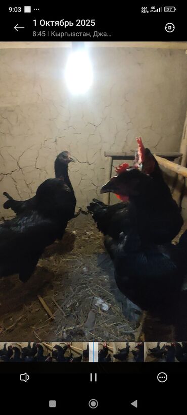 сельскохозяйственные животные продажа: Продаю | Куры | Домашняя | Для разведения
