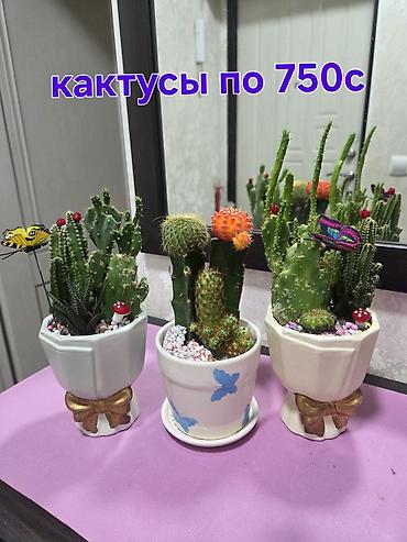 алоказия: Алоказия (Alocasia ‘Polly’) в декоративном белом кашпо - Эффектные — 3