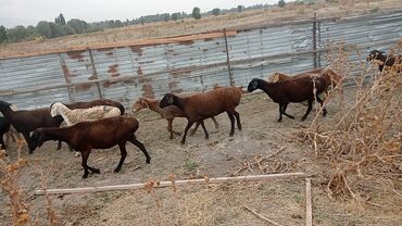 баран продажа: Продаю | Овца (самка) | Гиссарская, Арашан | На забой, Для разведения | Матка