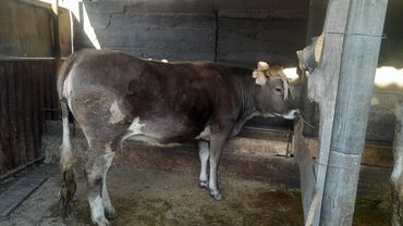 стельность коров: Продаю | Тёлка | Алатауская | Для разведения, Для молока | Стельные
