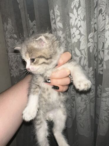 котята донского сфинкса: Котята, домашние, короткошёрстные. Описание: - Помёт из нескольких