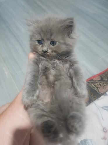 Кошки: Шотландские котята, окрас сплошной серый (blue). На выбор — малыши с — 5