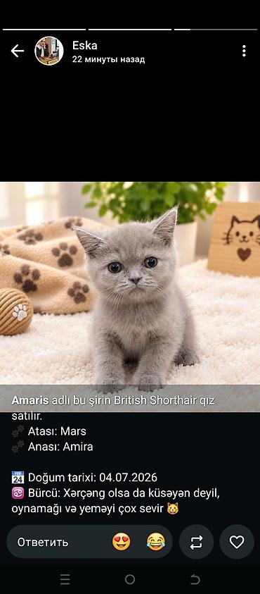 sibir pisiyi: Britan, Dişi — 1