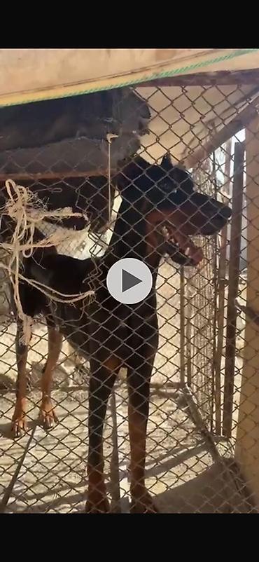 Doberman, 2 il, Erkək