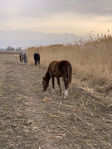 Лошади, кони: Продаю | Кобыла (самка) | Рабочий — 13