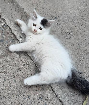 кошеи: Котята — домашние любимцы Описание: - Разные окрасы: белый с тёмным — 1