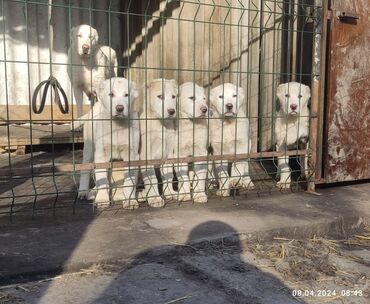 фотограф про: Продаю щенков алабая 16тыс кобель 14тыс девочка отец выставочный