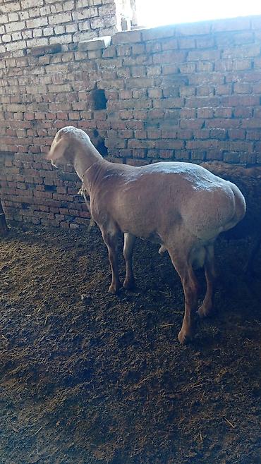 Баран, овца: Продаю | Овца (самка) | Для разведения — 13