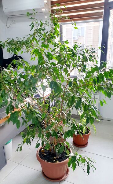 Комнатные растения: Продаю фикус Бенджамина в связи с переездом (он в офисе). Высота