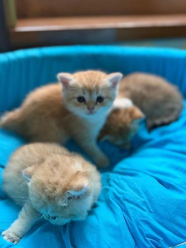 Pişiklər: Britan, Erkək, Dişi, Yaxşı əllərə, Rayonlara çatdırılma, Ünvandan götürmə, Pulsuz çatdırılma — 2