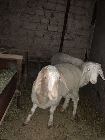 дойный коза: Сатам | Ургаачы кой (ургаачы) | Көбөйтүү үчүн