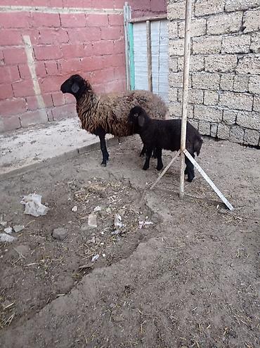Qoyunlar, qoçlar: Erkək, Qala, il: 1, Damazlıq — 12