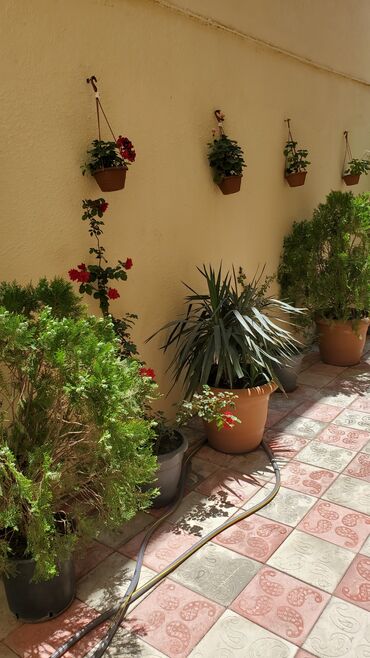 Həyət evləri və villaların satışı: 4 otaqlı, 90 kv. m, Kredit yoxdur, Yeni təmirli — 5