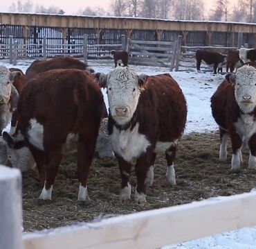 продаю породистых коров: Продаю | Корова (самка) | Герефорд | На откорм