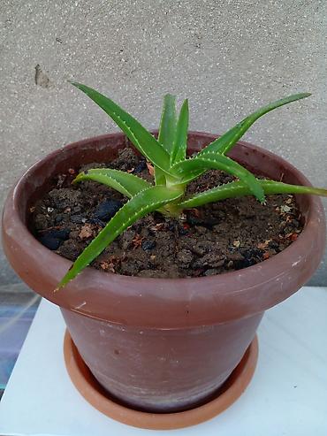 otaq gülləri: Ədəd 10 azn.Daxili bitkilər – şirəli və kaktus kolleksiyası 1) Aloe — 1