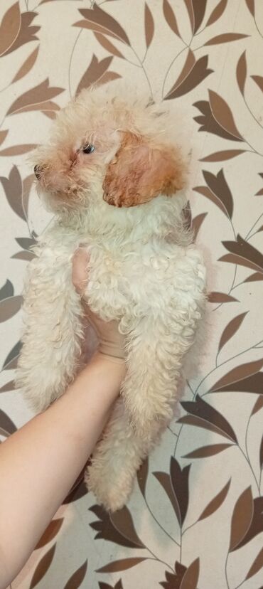 labrador balasi: Pudel, 3 ay, Erkek, Peyvəndli, Ödənişli çatdırılma