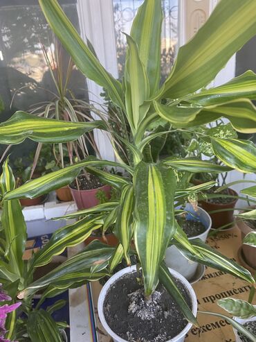 Фикусы: Продаю комнатные цветы, выращенные с душой, ухоженные и здоровые. В — 12