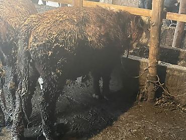 Коровы, быки: Продаю | Бык (самец) — 15