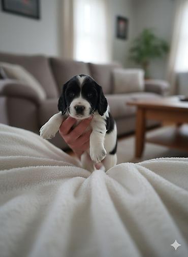 Продажа собак: Щенки спаниеля 🐶 Город: Кант Продаются щенки чистокровного спаниеля: 🐾 — 8