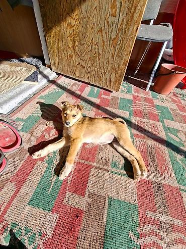 Отдам даром собаку: Собака даром: Дворняжка, 3 месяца, Самец at lalafo.kg — 10 Отдам даром собаку: Собака даром: Дворняжка, 3 месяца, Самец — 10