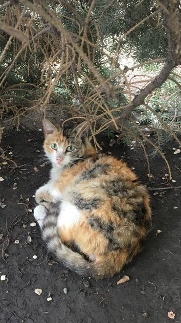 кошка домашняя: Молодая кошка черепахового окраса с зелеными глазами. Окрас включает